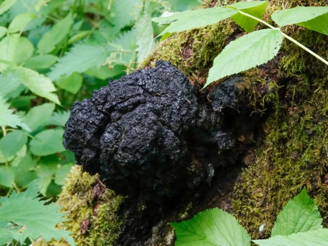 Chaga Mushroom Extract suppliers