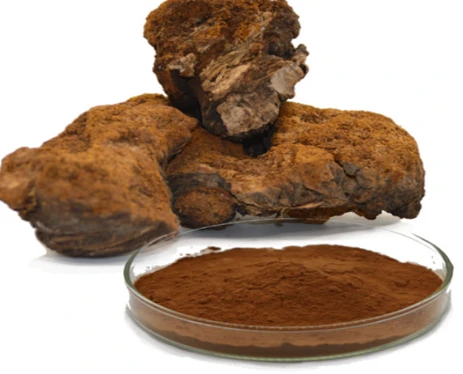 Chaga Mushroom Extract factory